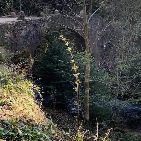 Des Jonquilles - Au Calme, Bordant La Foret