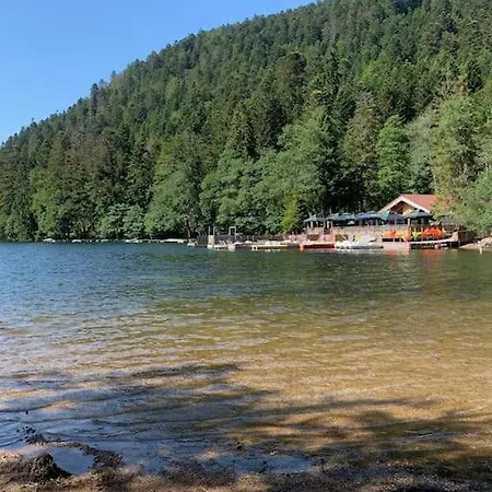 Des Jonquilles - Au Calme, Bordant La Foret *