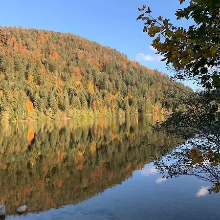 Des Jonquilles - Au Calme, Bordant La Foret
