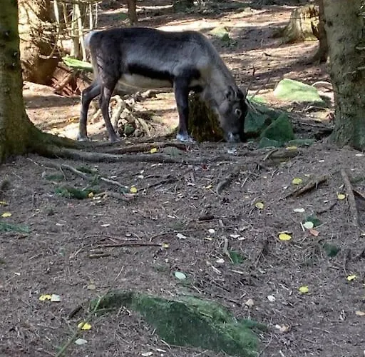 샬레 Des Jonquilles - Au Calme, Bordant La Foret *